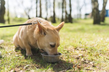 Süper şirin köpek açık hava kasesinden su içiyor. Küçük mutlu köpecik parkta eğleniyor. Açık havada güneşli bir gün