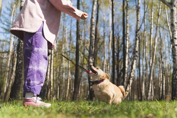 Tonårstjej tränar sin hund i koppel i parken, horisontell, söt härlig bild — Stockfoto