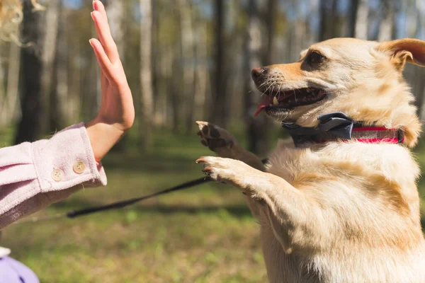 Närbild utomhus skott av en liten rolig söt hund i en röd krage i koppel, hålla sina framtassar högt, försöker röra sina kvinnliga ägare hand. — Stockfoto