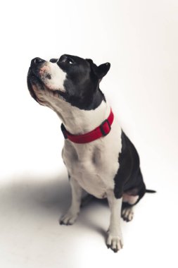 Saf, kırmızı yakalı şirin bir köpeğin beyaz arka planıyla dikey stüdyo çekimi..