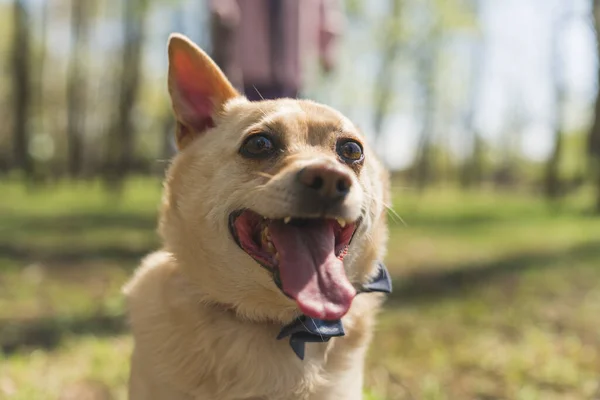 Närbild skott av vackra leende hund med ett koppel i parken — Stockfoto