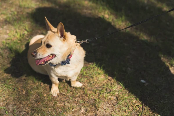 Linda foto do pequeno cão que está olhando para o lado em uma coleira no parque — Fotografia de Stock