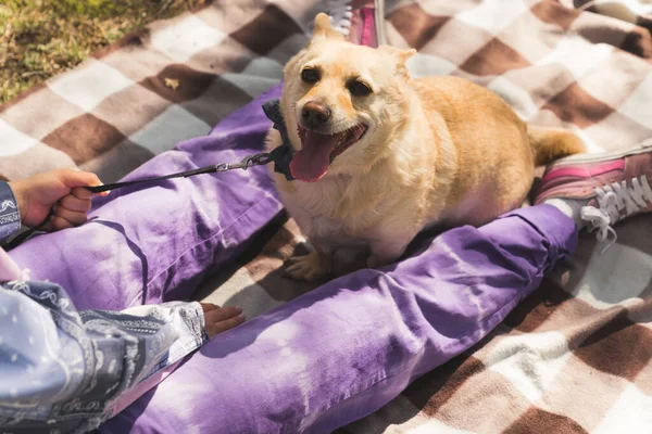 Nastolatka dziewczyna w casual ubrania na piknik z psem w słoneczny dzień, pies siedzi między nogami dziewcząt — Zdjęcie stockowe