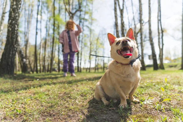 Porträtt av Noand hund promenader med sin ägare, flicka promenader med sin hund i parken — Stockfoto