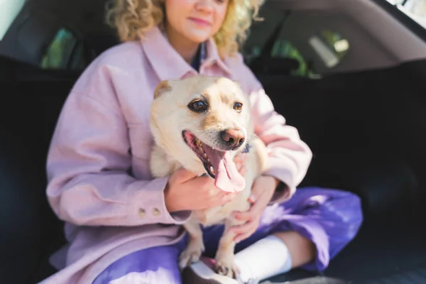Wesoły zmęczony beżowy pies siedzi w samochodzie na kolanach swojej młodej uroczej właścicielki w fioletowych spodniach i różowym płaszczu. — Zdjęcie stockowe