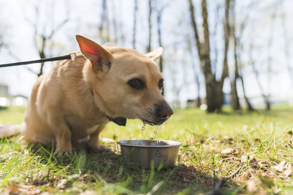 Tiro ao ar livre engraçado de um cão peludo bege em uma trela, sentado na grama, água potável de uma tigela de metal. — Fotografia de Stock