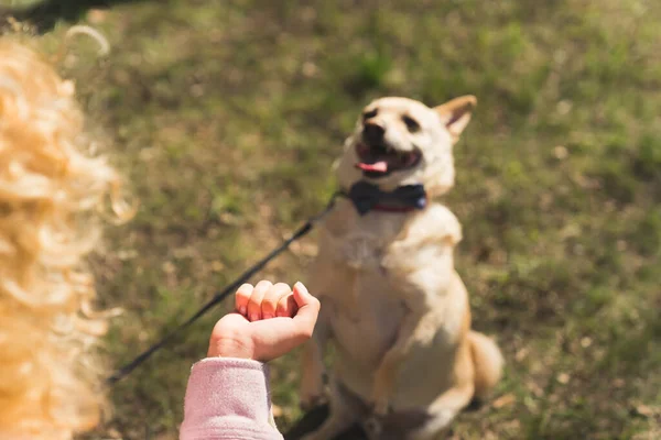 Szczęśliwego Posłusznego Beżowego Psa Siedzącego Trawie Robiącego Sztuczki Dostać Smakołyk — Zdjęcie stockowe