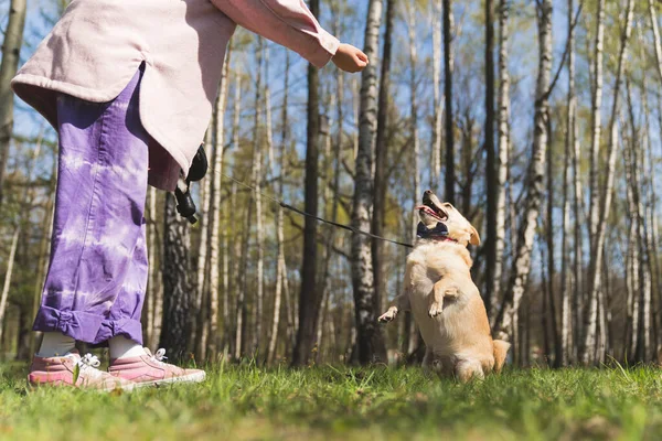 Obedient cute funny dog standing on two back legs asking for a treat. Unrecognizable woman holding a dog snack, training her dog. High quality photo