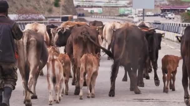 2022 Kazbegi Georgia Vacas Andando Pela Estrada Com Pastor Imagens — Vídeo de Stock