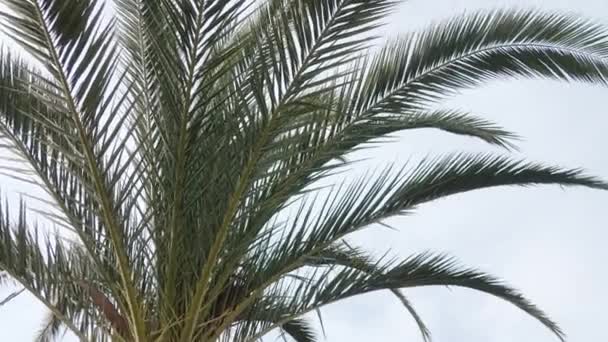 Van Dichtbij Zicht Een Palmboom Genomen Van Beneden Hoge Kwaliteit — Stockvideo