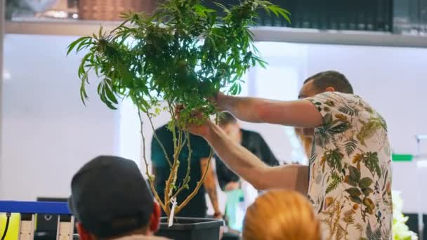 2022ポーランドのワルシャワ 大麻Cbd Cbgの概念 若い白人男性は大麻の木をカラスに見せ 彼の知識を共有した 高品質4K映像 — ストック動画