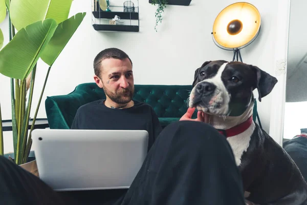 black and white amstaff dog waits when his owner finishes work home background medium full shot remote job concept . High quality photo