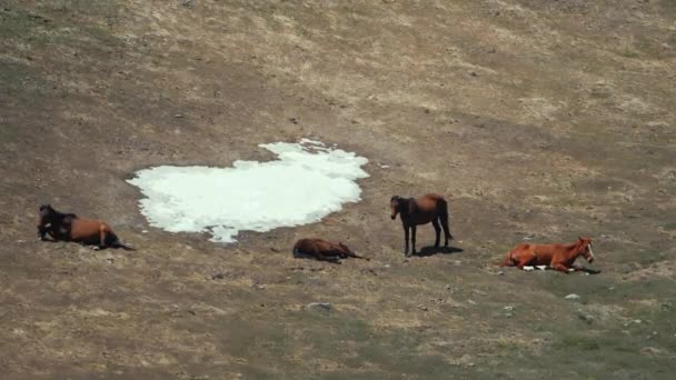Horses Kazbegi Valley Georgia Panorama Natural Ecological Breed High Quality — Stockvideo