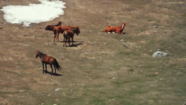 Widok Konie Łące Kazbegi Gruzja Ekologiczna Rasa Naturalna Wysokiej Jakości — Wideo stockowe
