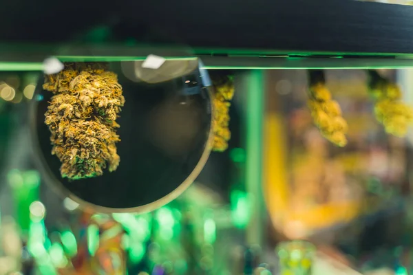 Creative Shot Enlarged Dried Natural Medical Cbg Cbd Cannabis Magnifying — Photo