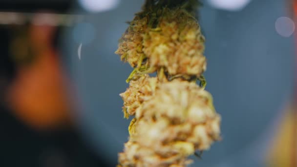 Weed Top Magnifying Glass Medical Cannabis Dried Bud Closeup Shot — Vídeos de Stock