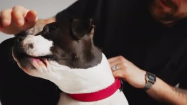 Sakallı beyaz adam Amstaff Köpek Stüdyosu 'na sarılıyor. Yüksek kalite 4k görüntü