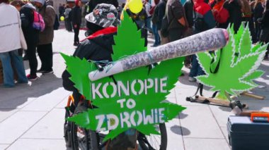 05.28.2022 Varşova, Polonya. Yürüme engelli biri tekerlekli sandalyeyle esrar yanlısı hareketin güçlü bir destekçisi oluyor. Marihuana yaprağı ve büyük sahte bir esrar şeklinde ev yapımı poster. Yüksek