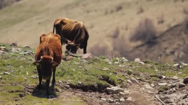 Cows Kazbegi Road Free Breeding Natural High Quality Footage — Stockvideo