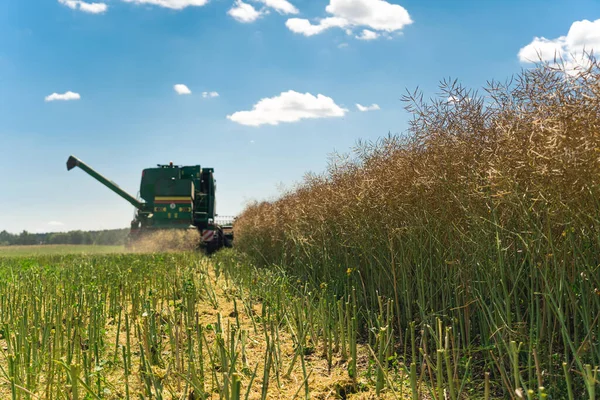 Combine Work Harvesting Oilseed Rape Late Summer Field Sunny Weather — Stock Photo, Image