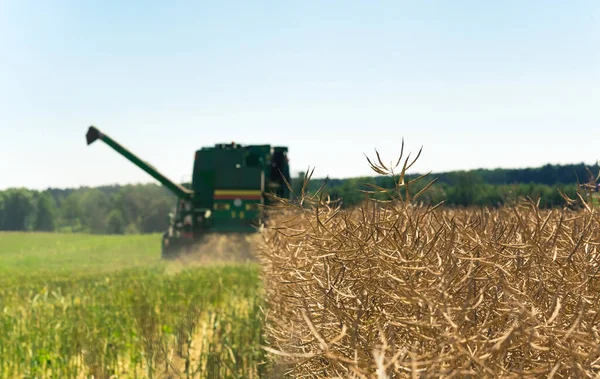 Combine Working Harvesting Season Large Oilseed Rape Field Late Summer — Foto de Stock