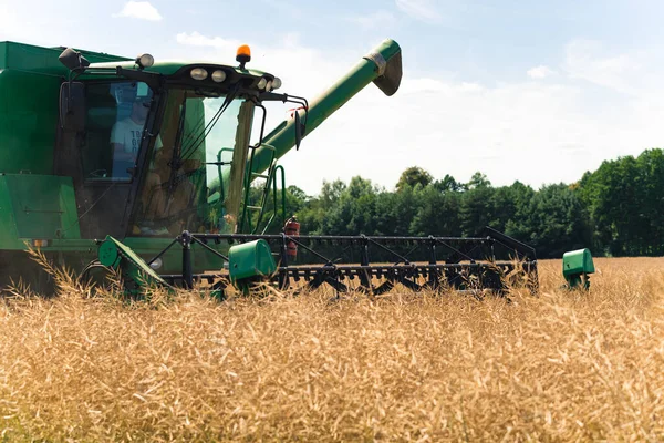 Rapeseed Pods Combine Harvesting Oilseed Rape Middle Large Field Rural — Stock Photo, Image