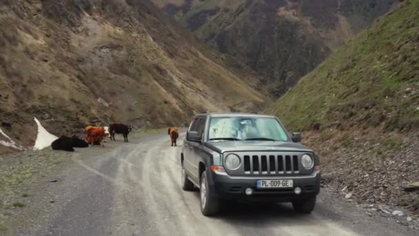 View Moving Car Kazbegi Road Cows Georgia High Quality Footage — Stok Video