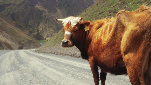 Cow Standing Middle Road Kazbegi Georgia High Quality Footage — Video Stock