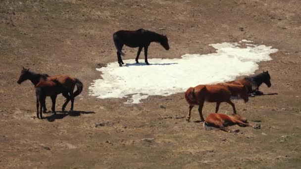 Horses Field Caucasus Mountains Georgia Natural Free Breeding High Quality — Video