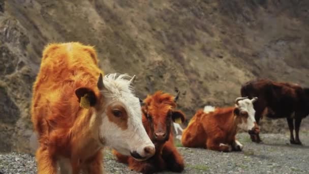 Корови Відпочивають Дорозі Казбегі Грузія Кадри Високої Якості — стокове відео