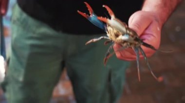 Close up of a man holding an alive crab Kapani Market, one of the largest and most popular covered markets in Thessaloniki, Macedonia, Greece. Shops selling fresh raw fish and seafood. High quality 4k