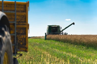 Rape Seed Harvesting. A big modern combine harvester with a revolving reel and auger cutting oilseed rape crop and then loading it into a transportation truck. High quality photo