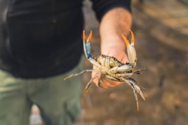 Closeup shot of alive crab held by unrecognizable caucasian seller or fisherman. Orange claws. Blurred background. High quality photo