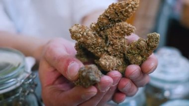 Unrecognizable caucasian person holding extremely big CBD CBG marijuana buds and showing them to the camera. Closeup shot. Alternative medicine concept. High quality 4k footage