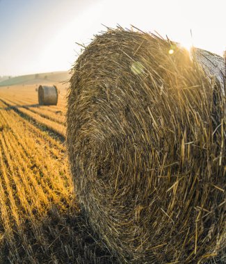 Close up of hay in hay bale with bright morning sun glare. Golden farm field natural landscape. Farming. Vertical shot. High quality photo
