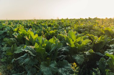 Close up of white beet plant growing on green lush vegetable field. Morning farm landscape with bright sky and glare. Horizontal shot. High quality photo