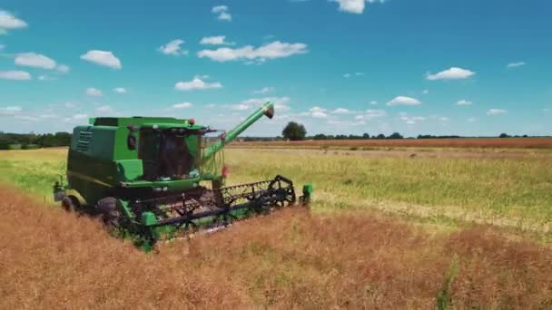 Aerial View Farmers Machine Green Combine Harvester Rapeseed Harvesting Blue — ストック動画