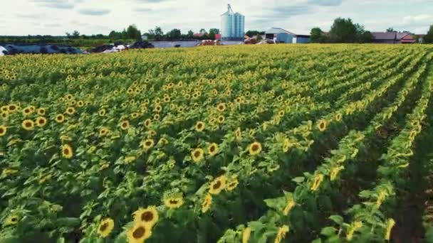 Stunning Top View Endless Sunflower Field Seen Aerial Perspective Beauty — Stock Video