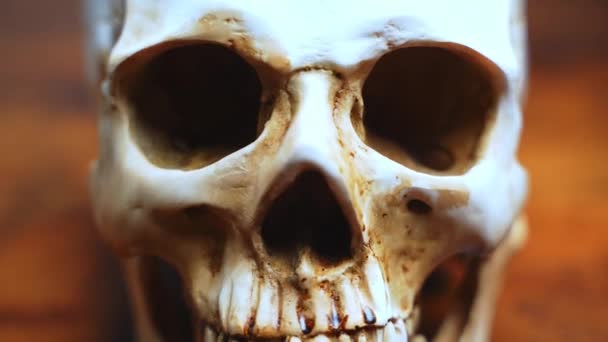 Human Anatomy Human Skull Table Teeth Close Anatomically Correct Medical — Stockvideo