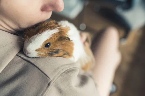 Unrecognisable Person Wearing Hoodie Hugging White Brown Guinea Pig Resting — Stockfoto