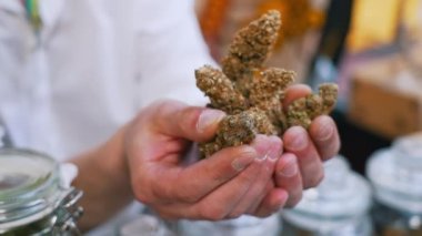 Close-up of hands of person wearing white clothes presenting marijuana nuggets to client at outdoor market stall. Recreational drugs trade. Horizontal . High quality 4k footage