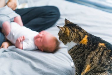 Evcil hayvan ve çocuk kavramı. Tekir kedi, annesi tarafından değiştirilen bebeğe tuhaf bir şekilde bakıyor. Arka plan bulanık. Yüksek kalite fotoğraf