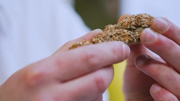 Close Shot Hands Holding Marijuana Nugget Inspecting Buying Selling Buying — Stock Video