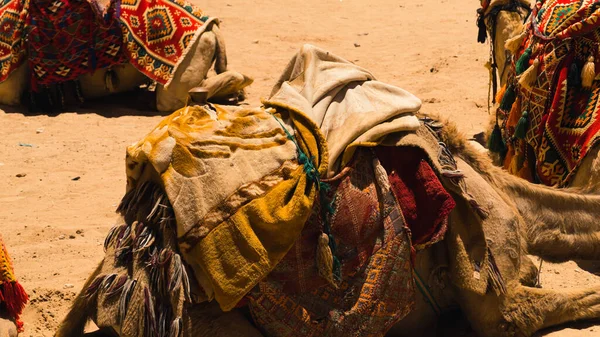 Camelos Descansando Chão Deserto Rum Wadi Jordânia Foto Alta Qualidade — Fotografia de Stock