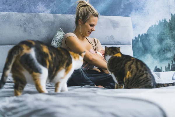 Begreppet Husdjur Och Barn Två Trefärgade Tabby Katter Nyfiket Tittar — Stockfoto