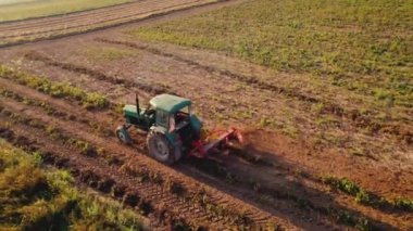 Tohum ekme makineli traktör yemyeşil tarlanın yanındaki fasulye tarlasından geçiyor. Solgun arka plan çiftlik manzarası. Yatay çekim. Yüksek kalite 4k görüntü
