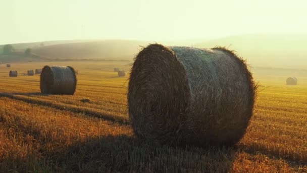 Zlatá Pole Balíky Sena Ráno Jasná Modrá Obloha Jasně Bílým — Stock video