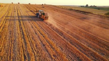 Arka planda saman balyaları ve ağaçlarla altın tarlalardan geçen mavi traktör. Çiftlik manzarası. Yatay çekim. Yüksek kalite 4k görüntü