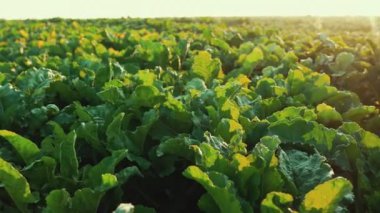 Yeşillik beyaz pancar tarlası sabah hasat için hazır olacak. Parlak güneş parlıyor. Sebze çiftliği. Tarım. Yatay çekim. Yüksek kalite 4k görüntü
