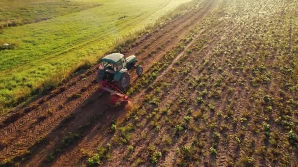 Trattore Verde Con Aratore Che Attraversa Piantagione Fagioli Accanto Lussureggiante — Video Stock